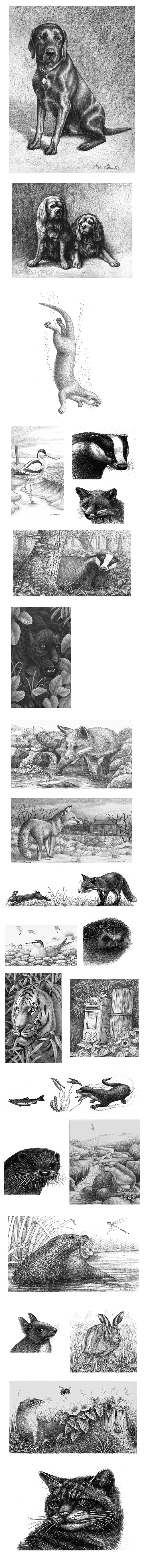 BOB BAMPTON HALFTONE